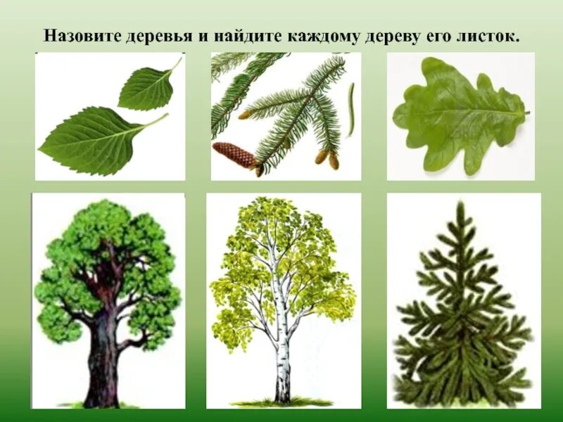 Где найти листок. Деревья для дошкольников. деревья ддлядошкольников. с кого дерева листок игра. лиственные деревья для дошкольников.