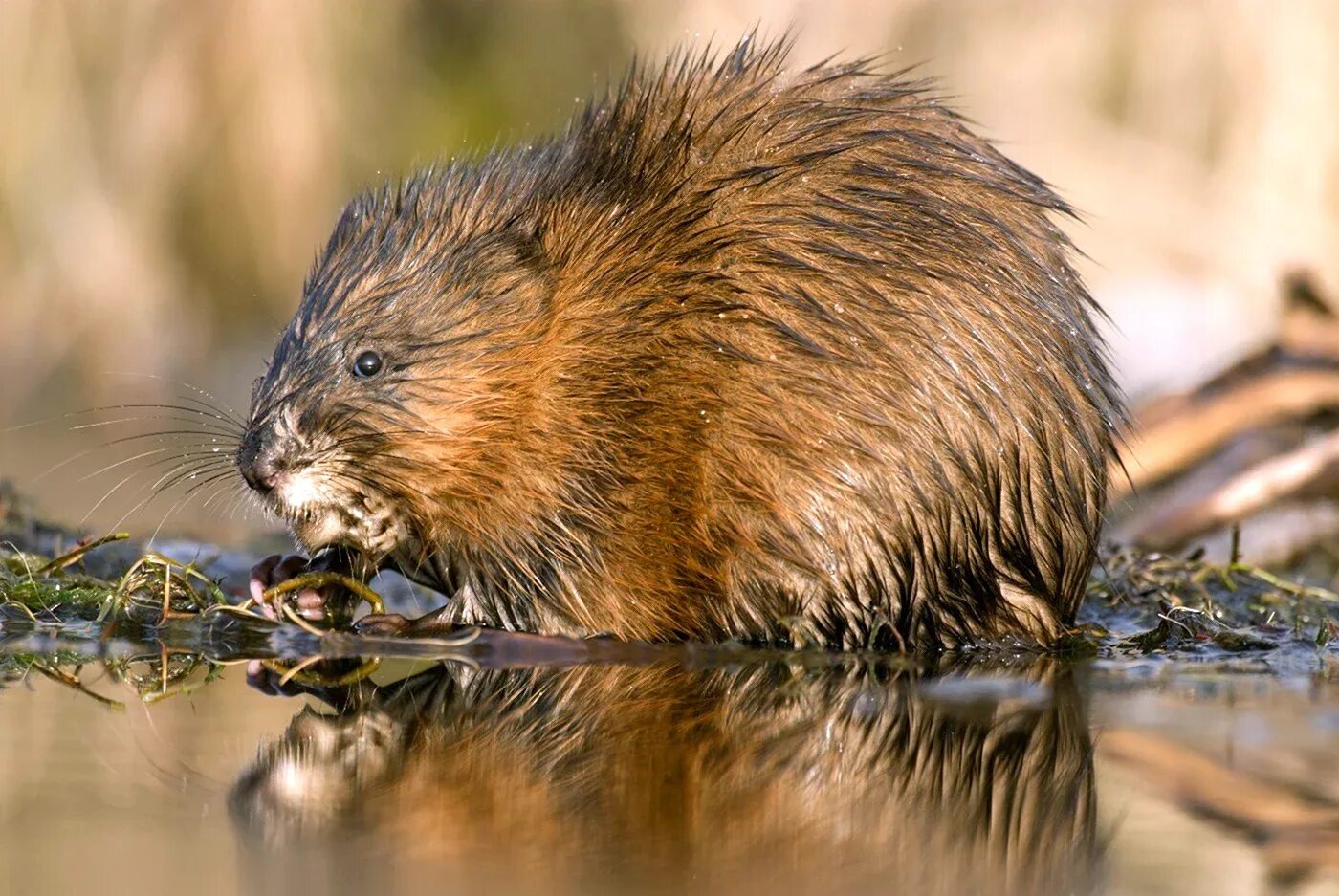 ОНДАТРА (Ondatra zibethicus) - А кто это у нас такой борзый берег разрыл и хаток