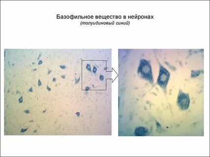Глыбки хроматофильной субстанции