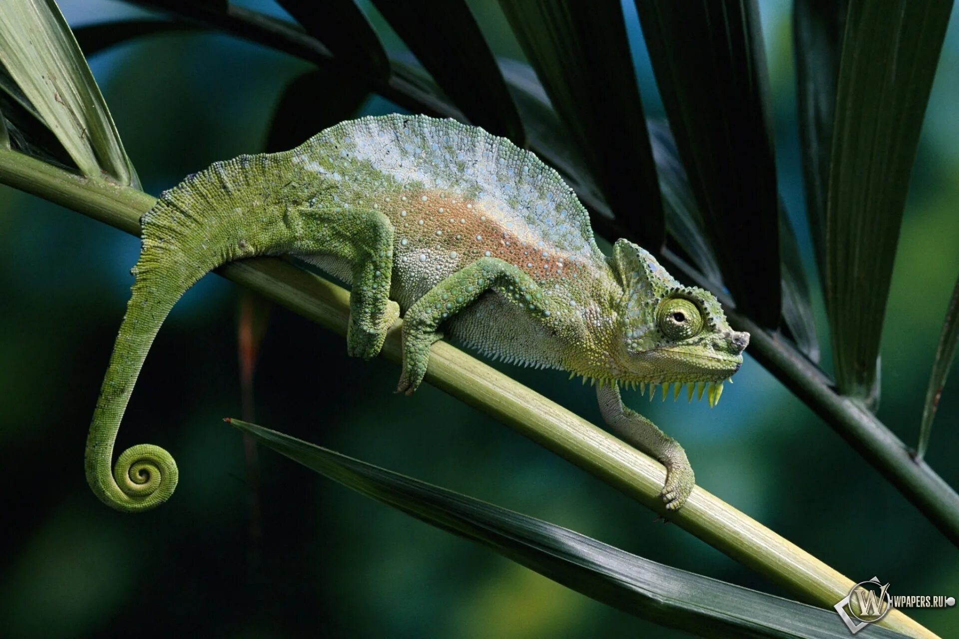 Х хамелеон. Агама ящерица Летучий дракон. Бразильский карликовый геккон. Четырехрогий хамелеон. Гребешковый хамелеон.