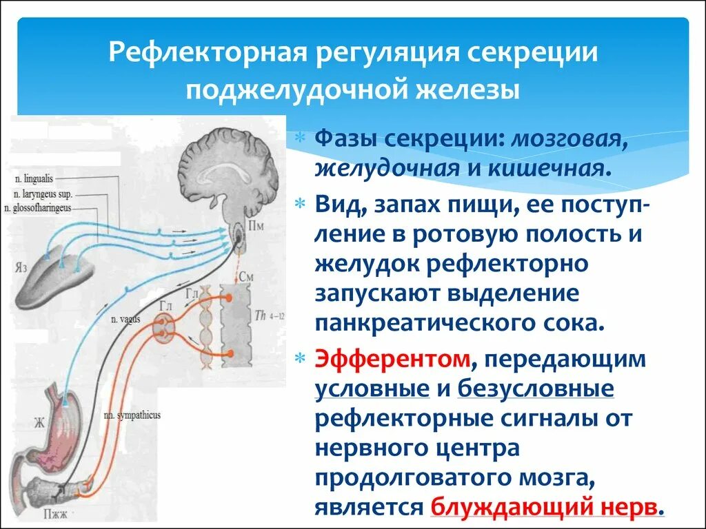 Центр безусловно рефлекторной регуляции кровяного. Регуляция секреции поджелудочной железы. Регуляция секреции желудка. Регуляция секреции желудочного сока. Рефлекторная дуга регуляции поджелудочной секреции.