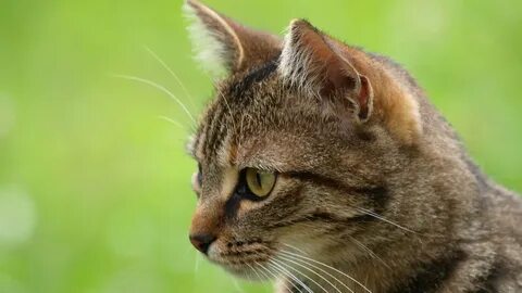 Search cat