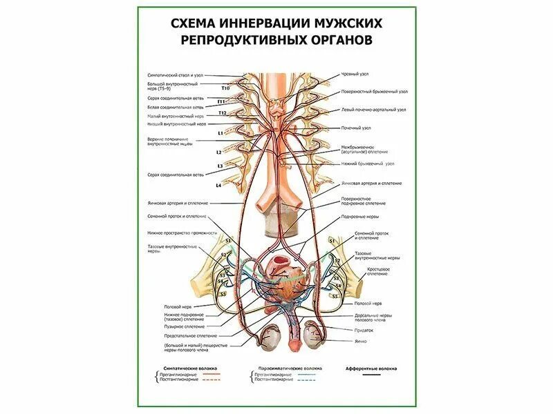 Репродуктивные органы мужчины. Мужская репродуктивная система схема. Органы репродуктивной системы мужчины. Строение мужской репродуктивной системы. Репродуктивная система человека схема.