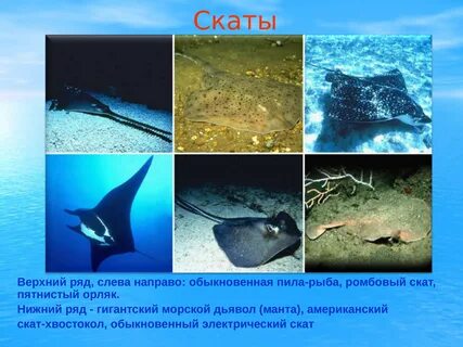 Скат сколько камер