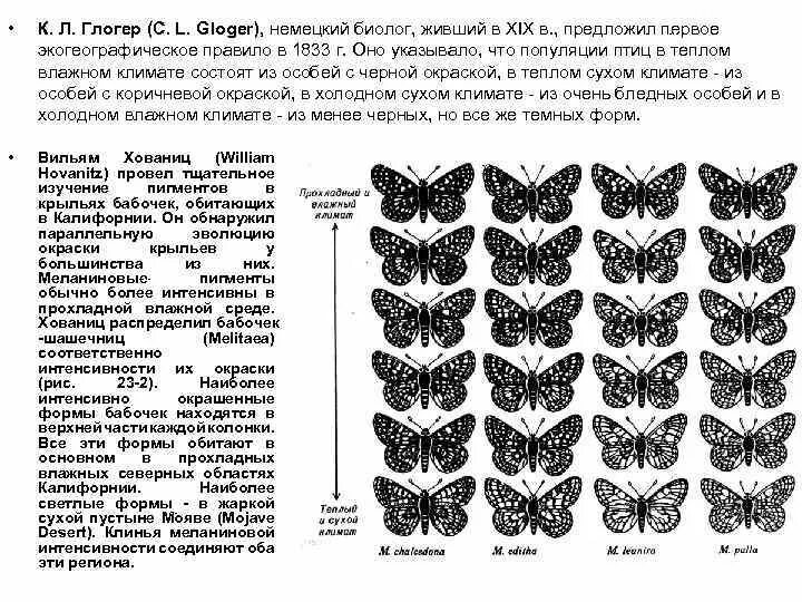 Совокупность бабочек одной популяции. Изменчивость бабочки. Генетическая изменчивость в популяции. Тип изменчивости бабочки. Модификационная изменчивость примеры у бабочек.