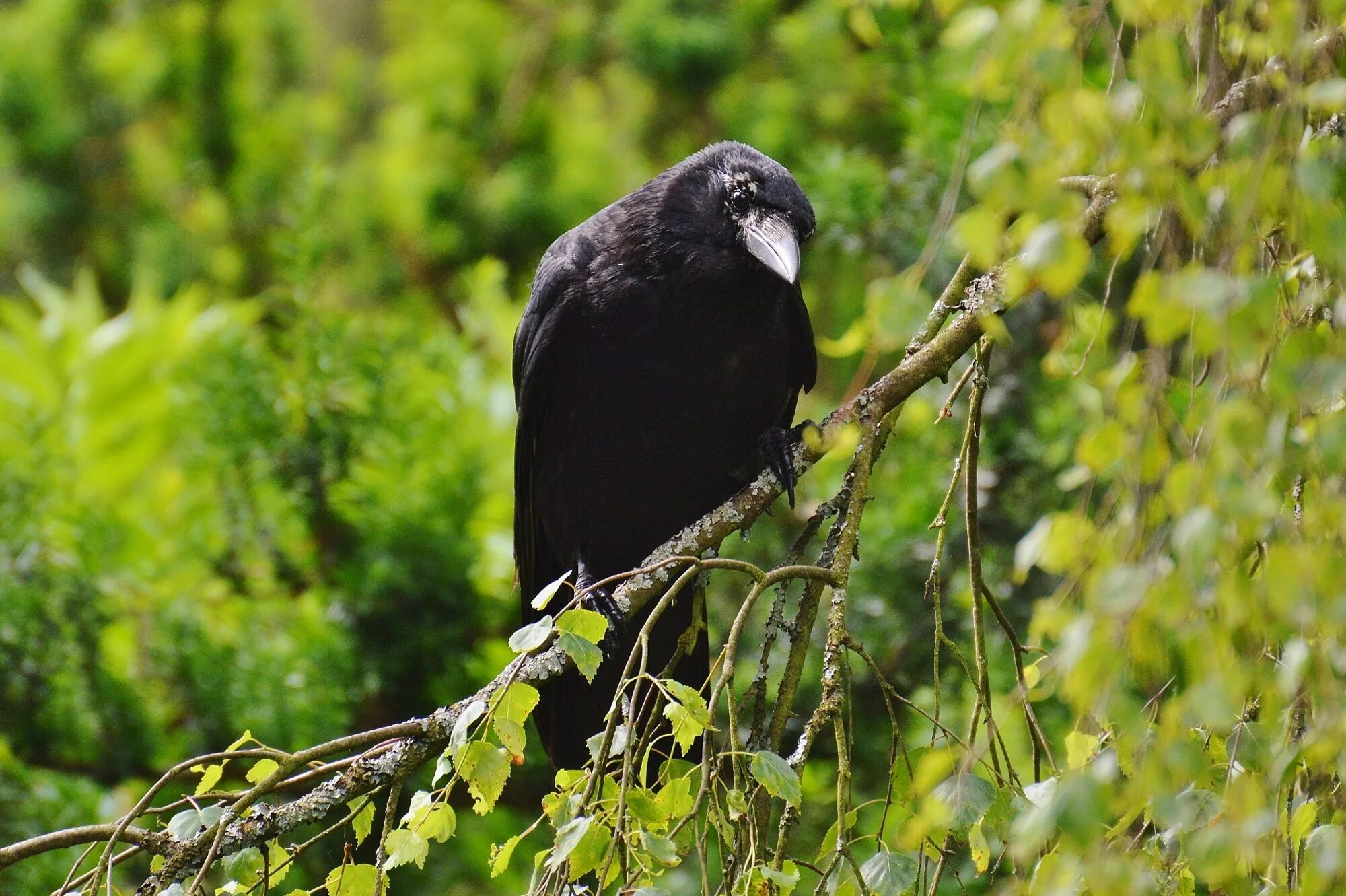 Натур птица. Ворон обыкновенный. Лесной ворон. Черная птица в лесу. Черный ворон.