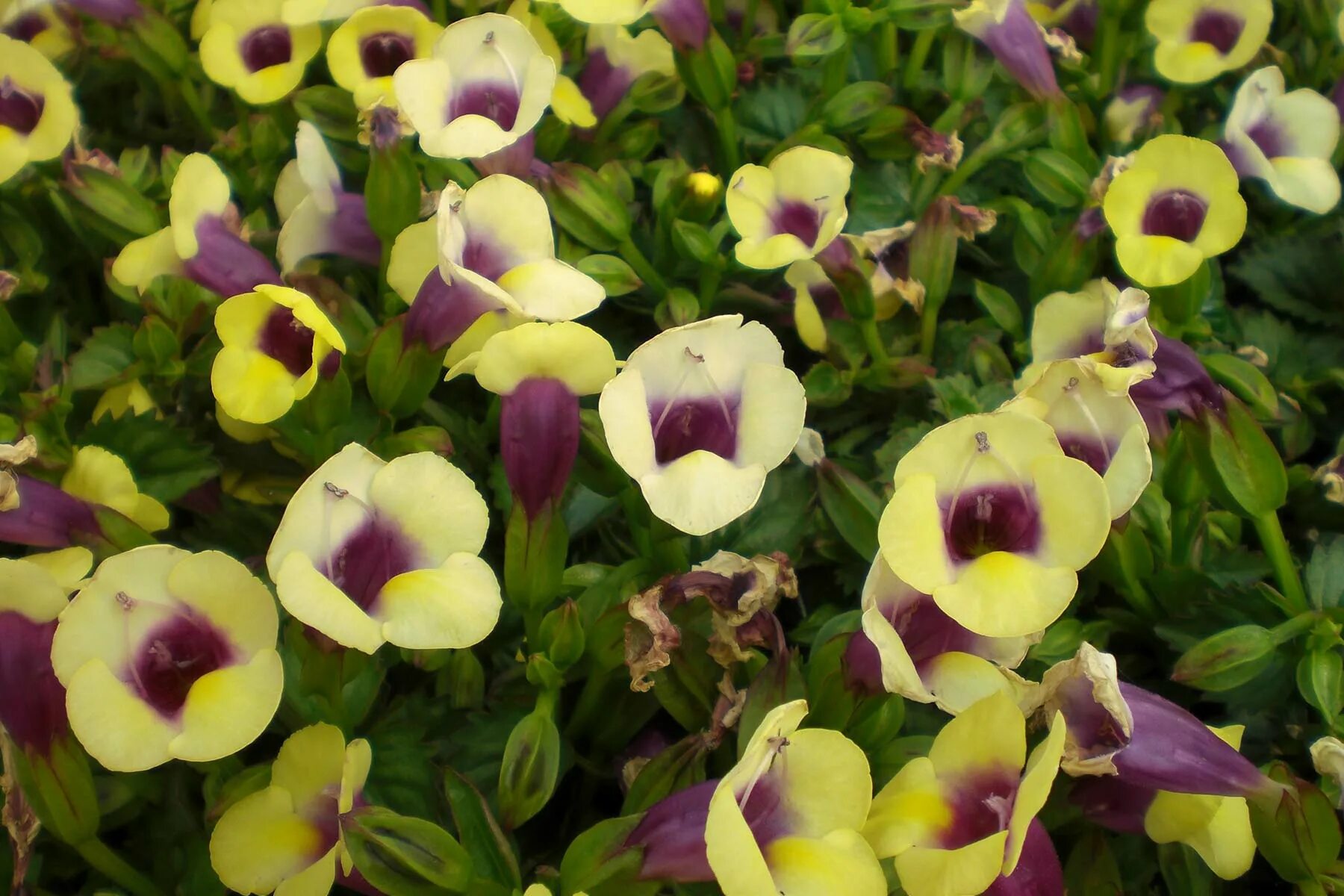 торения ампельная. торения фурнье. торения дюшес. торения цветы. торения каваи бургунди.