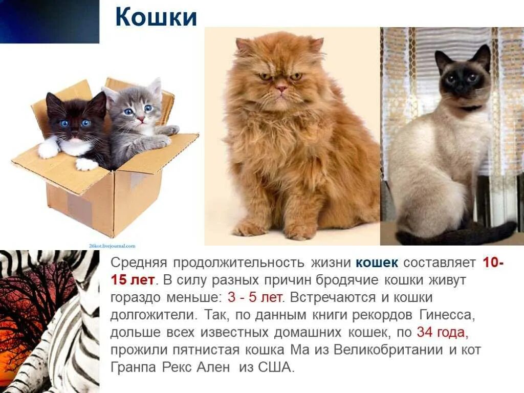 Как долго кошка может быть