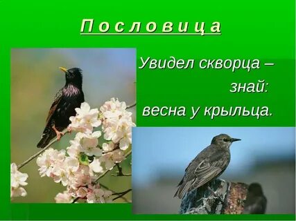 Слушать рассказ скворцы