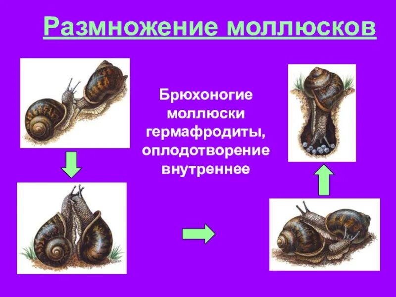 Способы размножения моллюсков. Брюхоногие моллюски размножение. Размножение брюхоногих моллюсков. Класс брюхоногие моллюски размножение. Размножение брюхоногих двустворчатых и головоногих моллюсков.