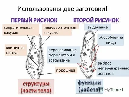 Какое простейшее всегда содержит 2 сократительные вакуоли