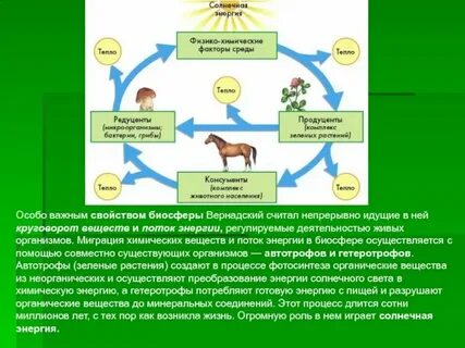 Какая роль живых организмов в природе
