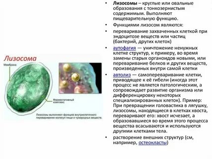 Состав лизосомы животной клетки