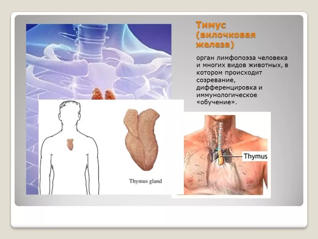 Иммунная система тимус. Вилочковая железа строение.