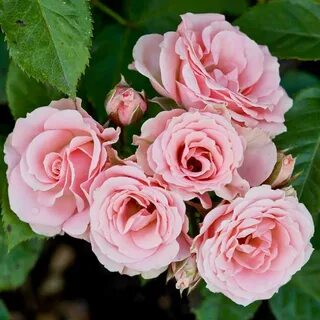 Classic rose