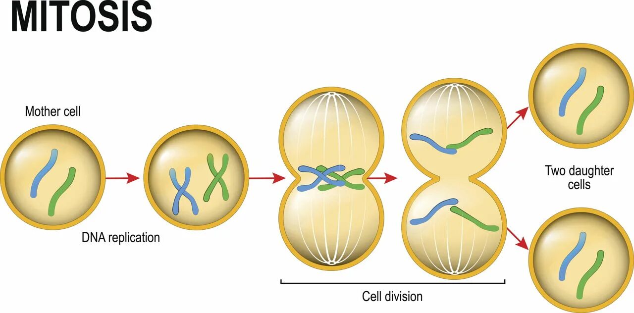 Деление клетки митоз. Митоз рост клетки. Митоз гаплоидной клетки. Модель деления клетки. Митоз бактерий.
