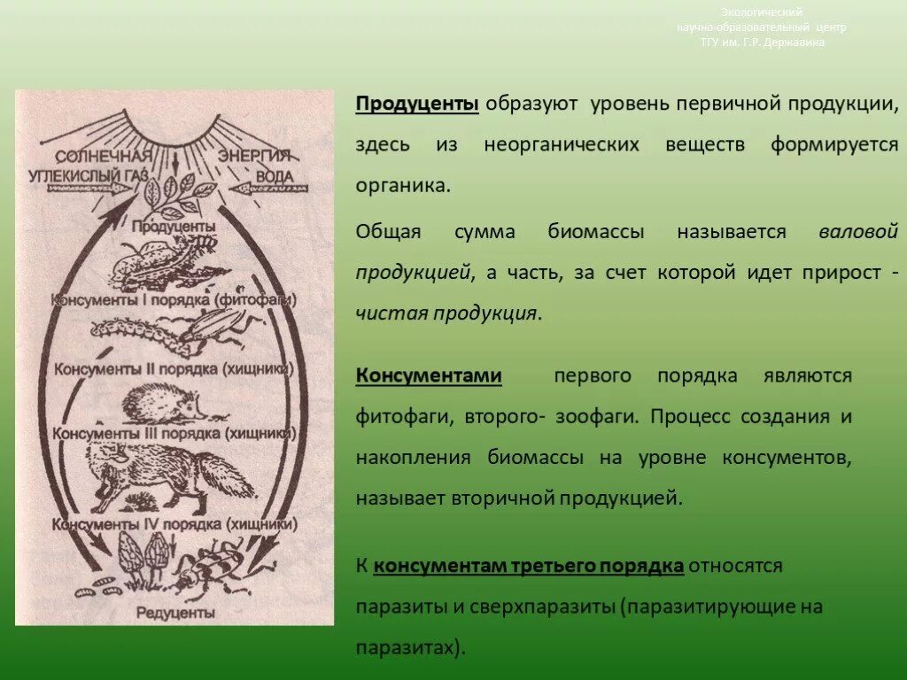 Процесс создания из неорганических веществ. Накопление биомассы. продуценты 1 порядка. процесс продуцентов. образуют первичную продукцию.
