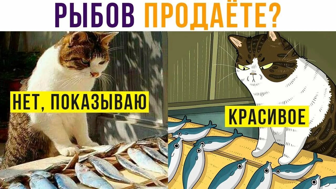 Коты вы продаете Рыбов. Мемы котики Рыбов. Вы Рыбов продаете Мем. Мем коты вы продаете Рыбов.