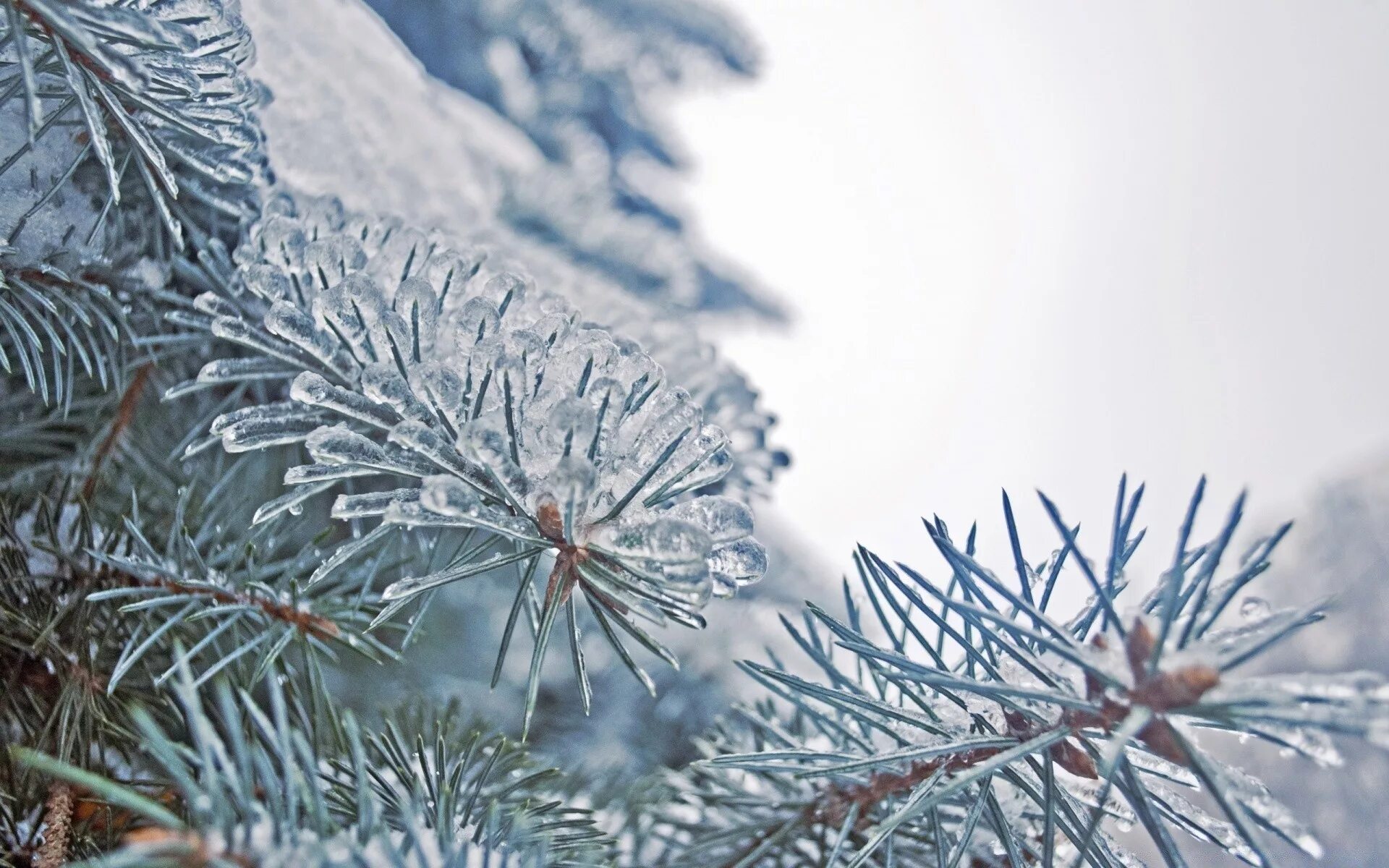 Сосна белая. Зимние картинки. Иней на ветках. Сосна с шишками зимой. Утренним инеем хвои.