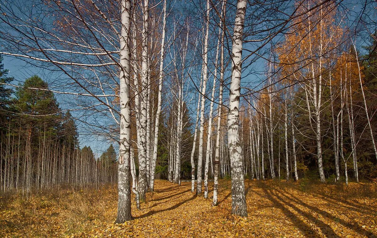 Хилые Березки. Таежные дебри. Дебри с берёзами. Осенние дебри леса.