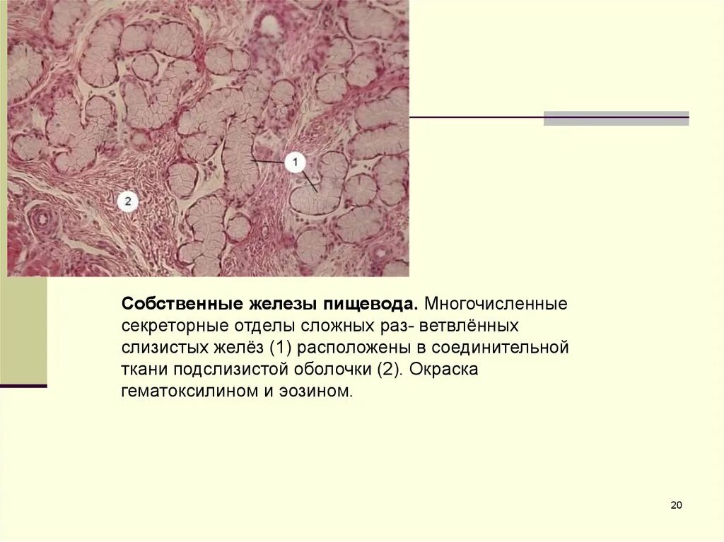 Кардиальные железы пищевода. Концевые отделы желез пищевода окраска гематоксилином. Концевые отделы слизистых желез. Собственные железы пищевода гистология.