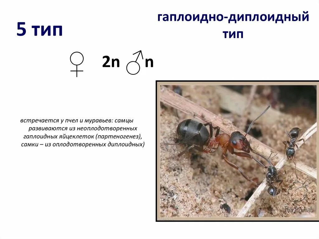 Наследование сцепленное с полом презентация 10 класс. Самец муравья. Самцы муравьев. Муравьи самки и самцы.