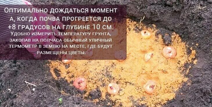 Гладиолусы посадка в грунт. Гладиолусы схема посадки. Гладиолусы посадка в открытый грунт весной. Гладиолусы посадка весной в открытом грунте.