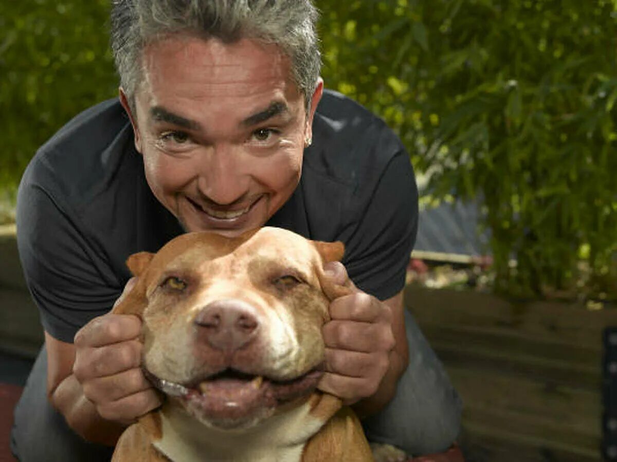 Pitbull daddy