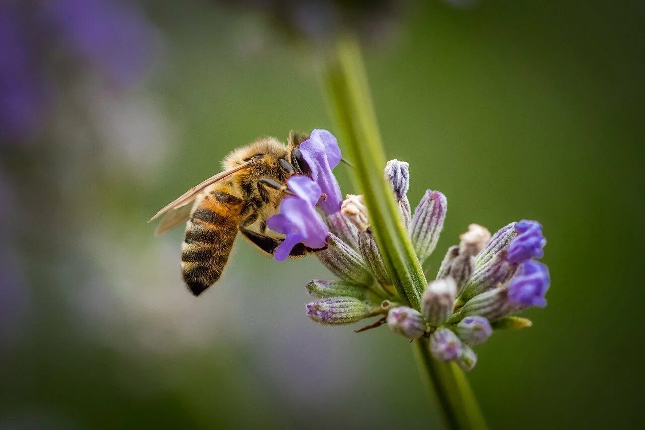 Дикая медоносная пчела. Медоносные цветы для пчел. Разнотравье медоносы. Пчела на цветке.
