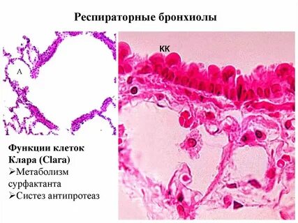 Эпителий дыхательной системы