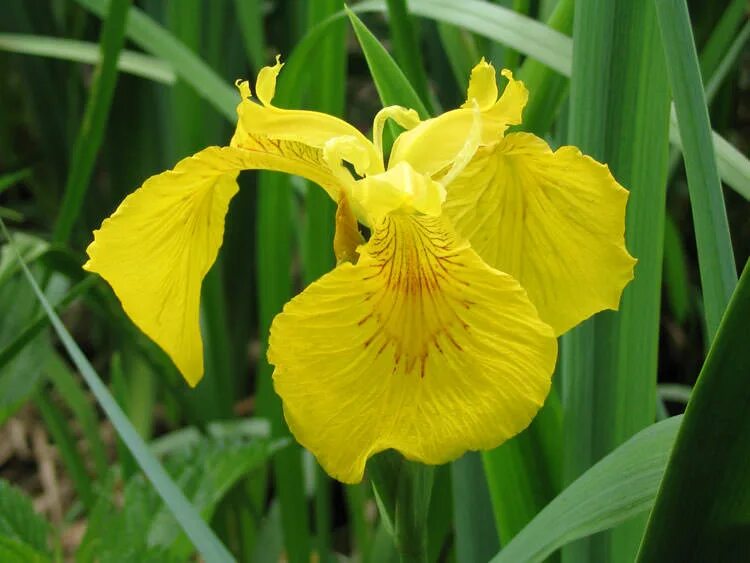 Аир желтый. Ирис болотный (аировидный). Ирис болотный аировидный желтый. Ирис ложноаировый, желтый. Ирис жёлтый – Iris pseudacorus.