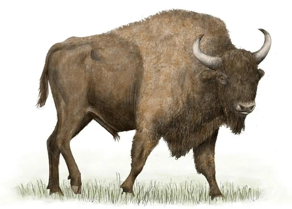 Зубр минимум. Первобытный бизон. древний большерогий бизон. steppe bison. зубр для детей.