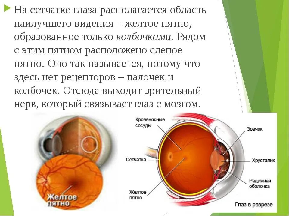 Желтое пятно это. Строение глаза желтое пятно слепое пятно. Строение сетчатки глаза желтое пятно. Строение желтого пятна сетчатки. Строение сетчатки слепое пятно.