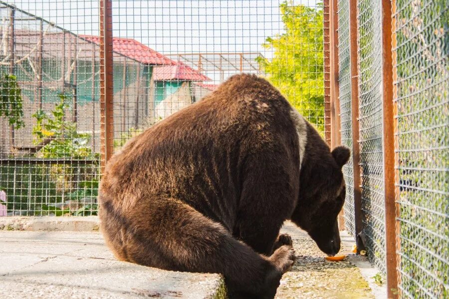Сколько живут медведи в неволе. Парк Львов Тайган медведи. Медведь Гризли парк Тайган. Медведь в парке Львов Тайган. Сафари парк Владивосток медведи.