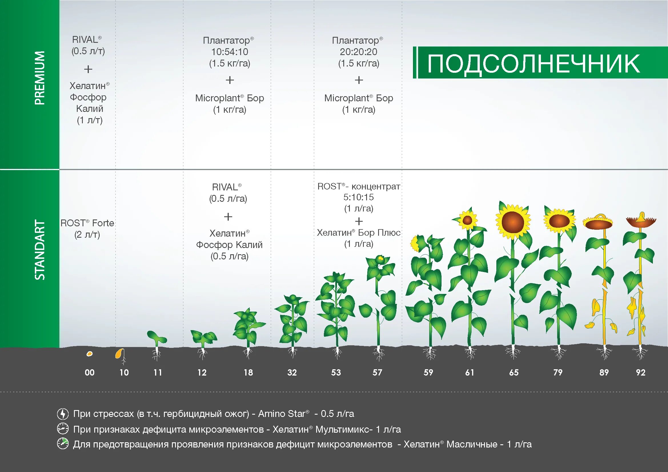 Бор норма подкормки подсолнечника. Фазы развития подсолнечника. Схема подкормки подсолнечника. Этапы роста подсолнечника. Температура посева подсолнечника