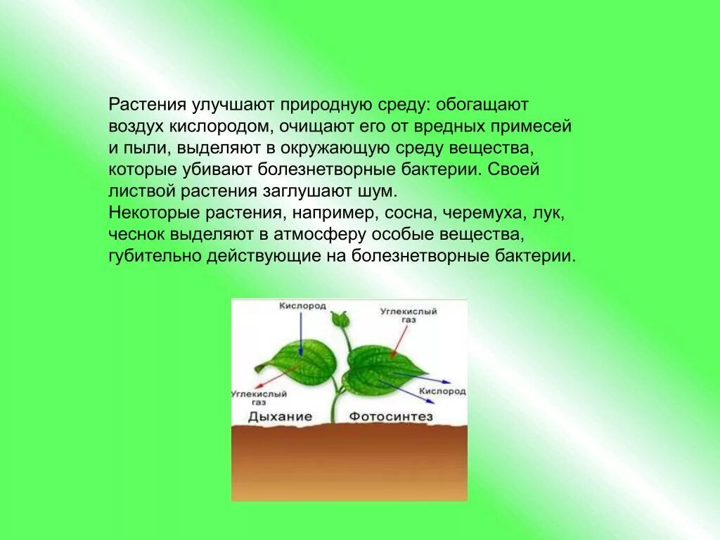 Растения обогащают воздух кислородом. Растения выделяют кислород. Как растения выделяют воздух. Растения выделяют кислород в атмосферу.