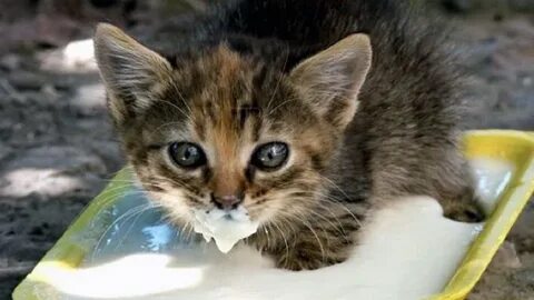 Котята едят сами