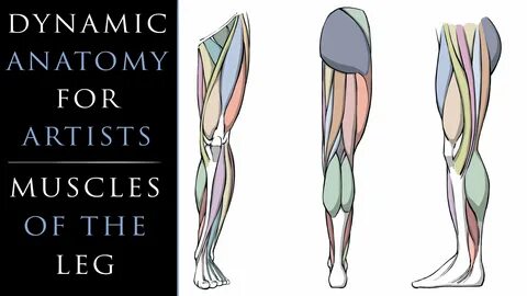 Anatomy for artists