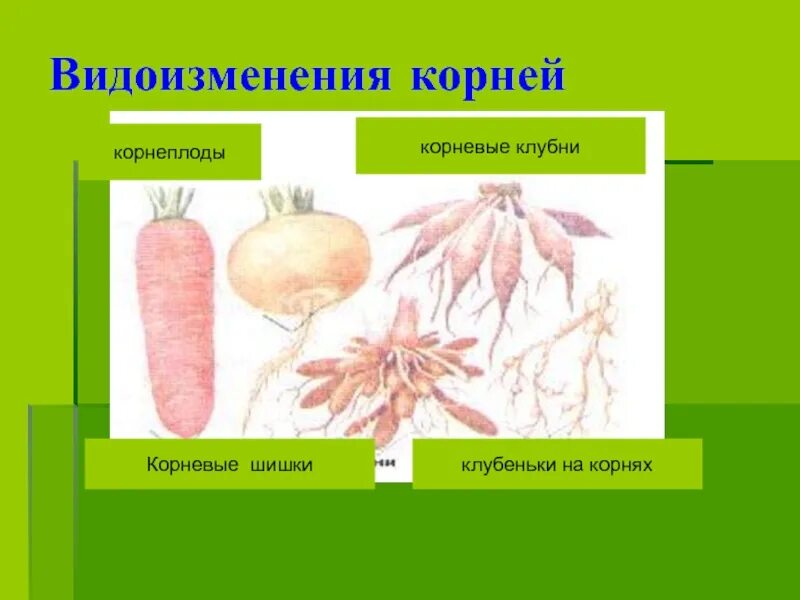 Видоизменение корня гороха. Видоизменение корня гороха