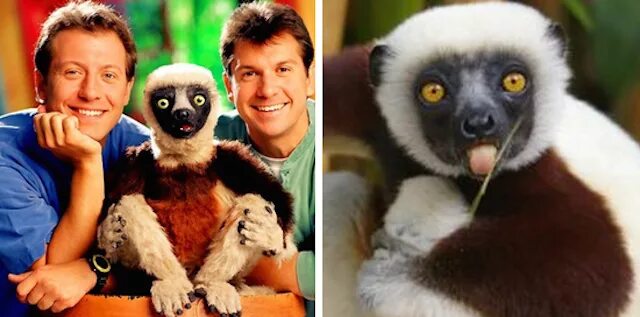 Zoboomafoo. Zoboomafoo. Zabu mafu. Zoboomafoo. Ae funding zoboomafoo.