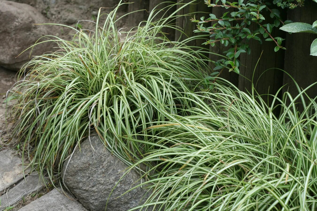 Осока морроу. Осока моррова. Осока морроу ice dance. Осока морроу (carex morrowii ). Осока айс дэнс.