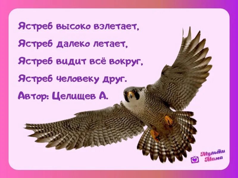 Стихи про сокола. Фразы с соколом. Красивая легенда о птице. Песнь о соколе горький. Стихи про сокола.