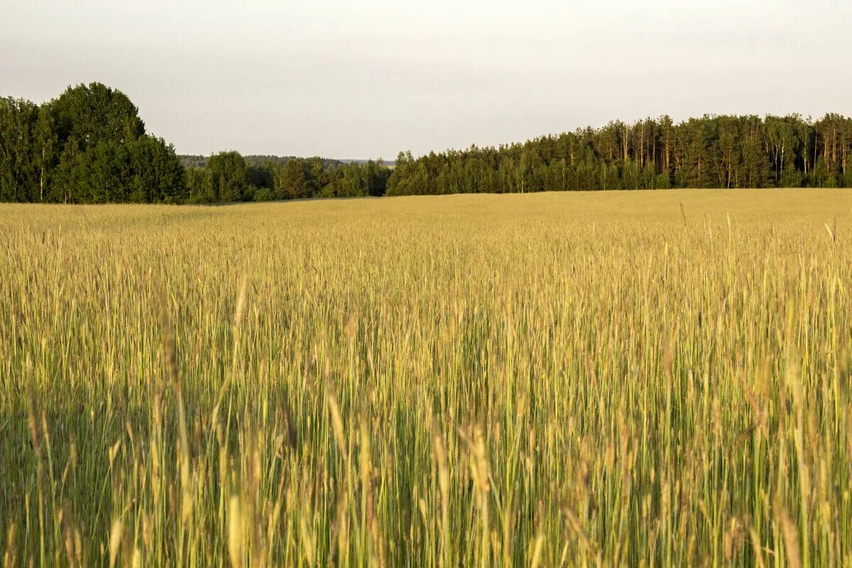 Луга новосибирской области. Лесостепи и степи новосибирская область. Формы земной поверхности новосибирской области. Лесостепь новосибирской области. Поля нсо.