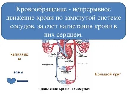 В большом круге кровообращения по артериям течет
