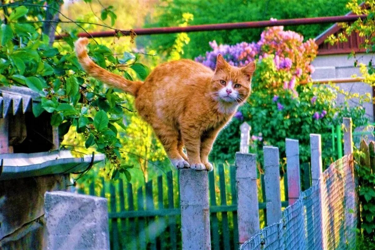 Кот васька сидит около забора. Кот на даче. кот на заборе. деревенская кошка. кошка в деревне.