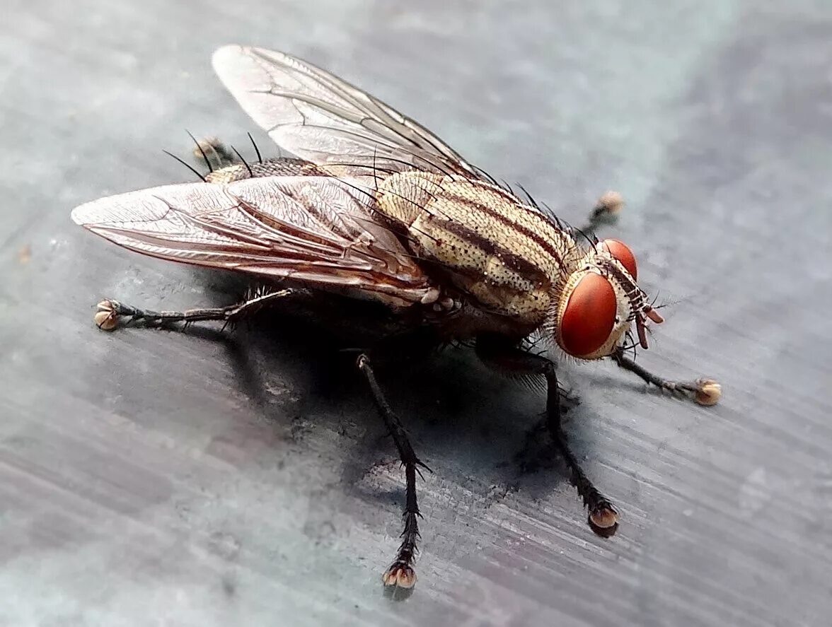 Муха цеце glossina palpalis. Musca domestica комнатная муха. Муха самец и самка. Муха цеце glossina palpalis. Мухи гермафродиты.