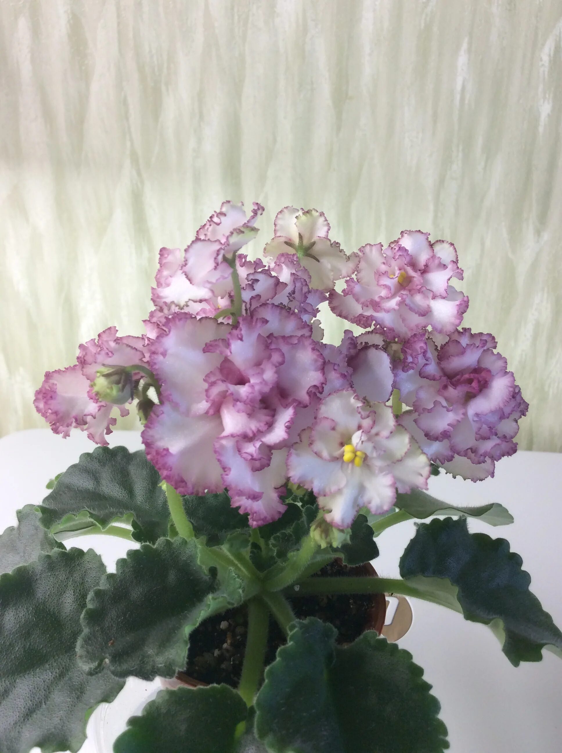 Фиалка ав тонкая работа. Фиалка работа. Ав тонкая работа. Ав меренги фиалка. Фиалка работа.