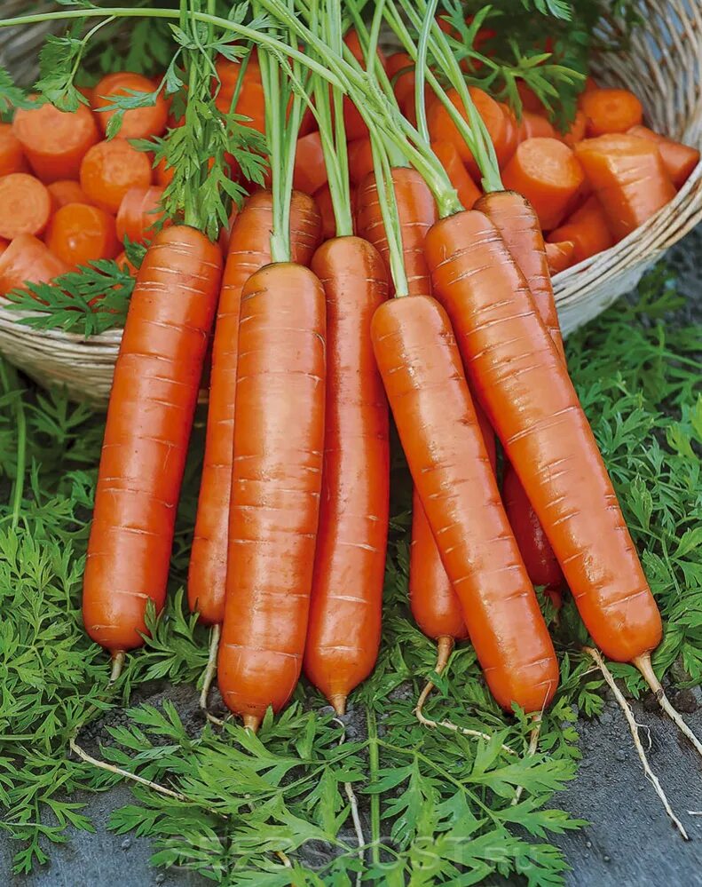 Морковь карамелька. Семена морковь карамелька. Морковь карамелька. Морковь карамелька. Морковь карамель сахарная.