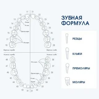 Зубная формула взрослого человека схема