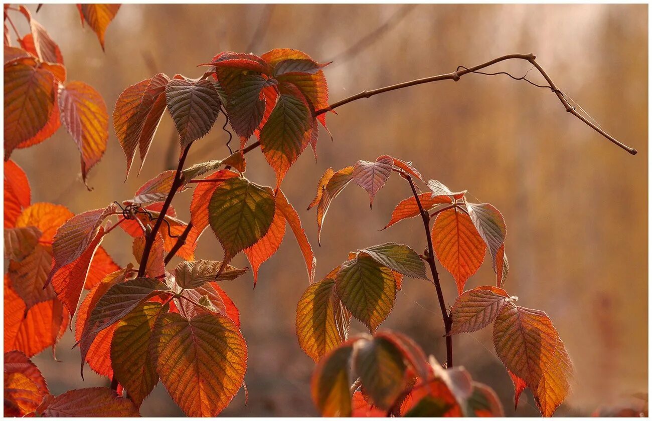 Уходящая осень. Уходит осень медленно красиво. Уходит осень медленно красиво. Песня ушедшая осень. Шатунов медленно уходит осень.